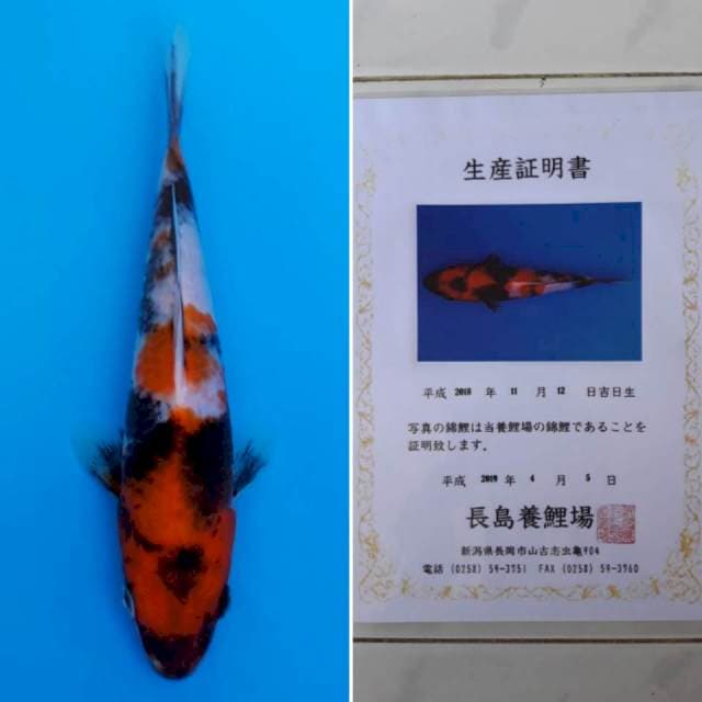 Showa tosai import sertifikat