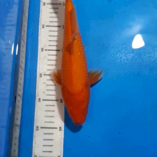 AKAHAJIRO 29 CM