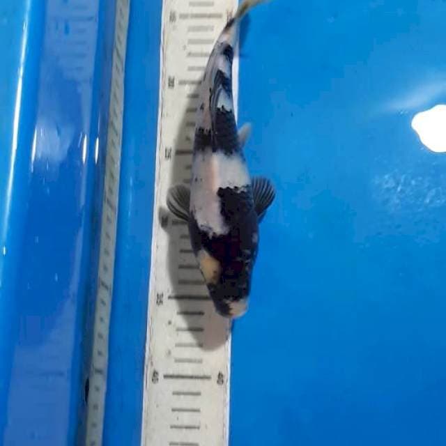 SHIRO 23 CM