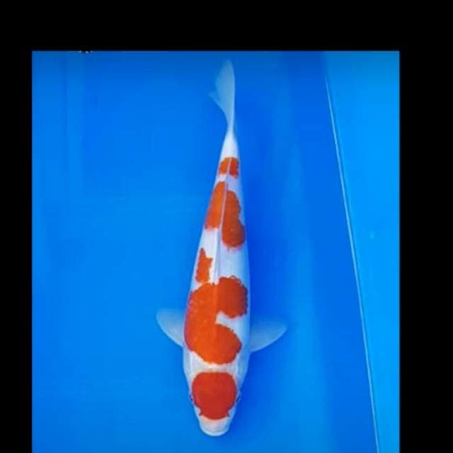 30cm super maruten kohaku