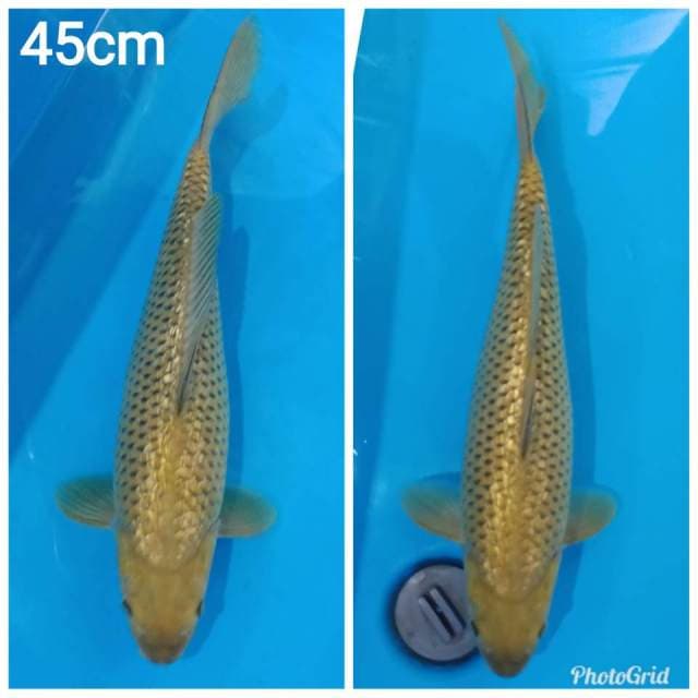 Jumbo midori ginrin berpunuk