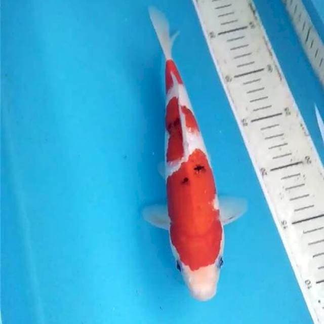 Sanke 25 cm