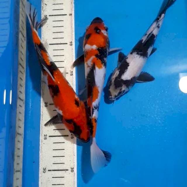 SHOWA&SHIRO 21&23 CM