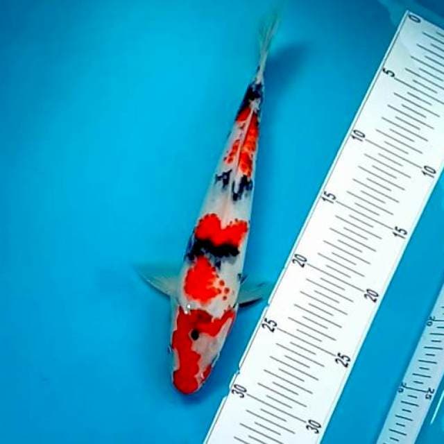 SANKOE #28CM