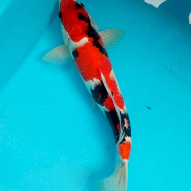 Sanke strong 39cm ready kontes