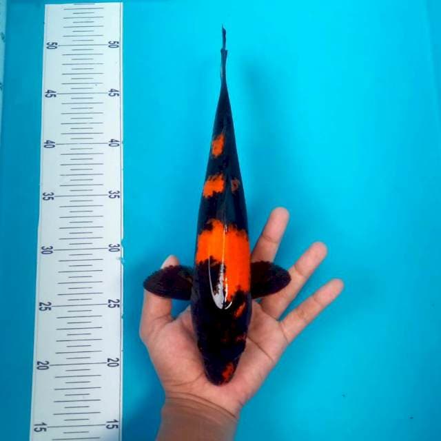UTSURI #30CM