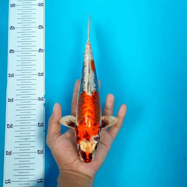 BENIKUMON #28CM