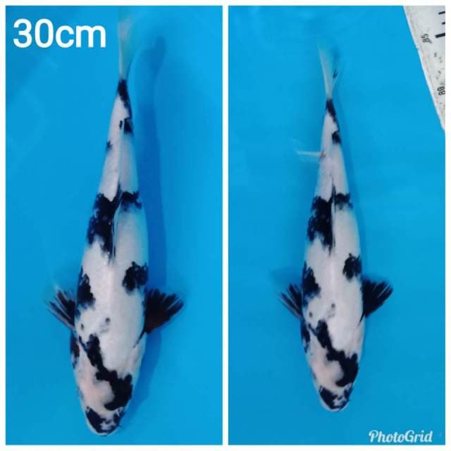 Shito putih salju