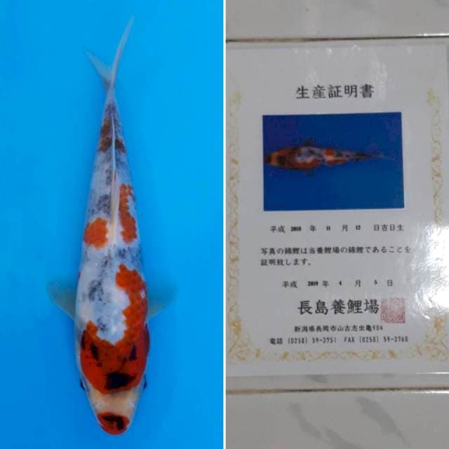Showa tosai import sertifikat