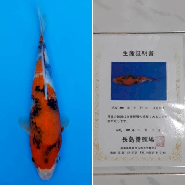 Showa tosai import sertifikat