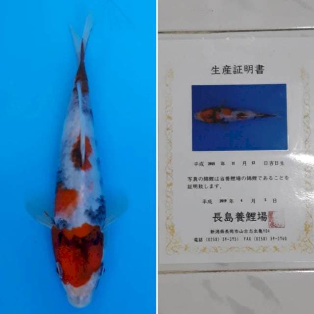 Showa tosai import sertifikat