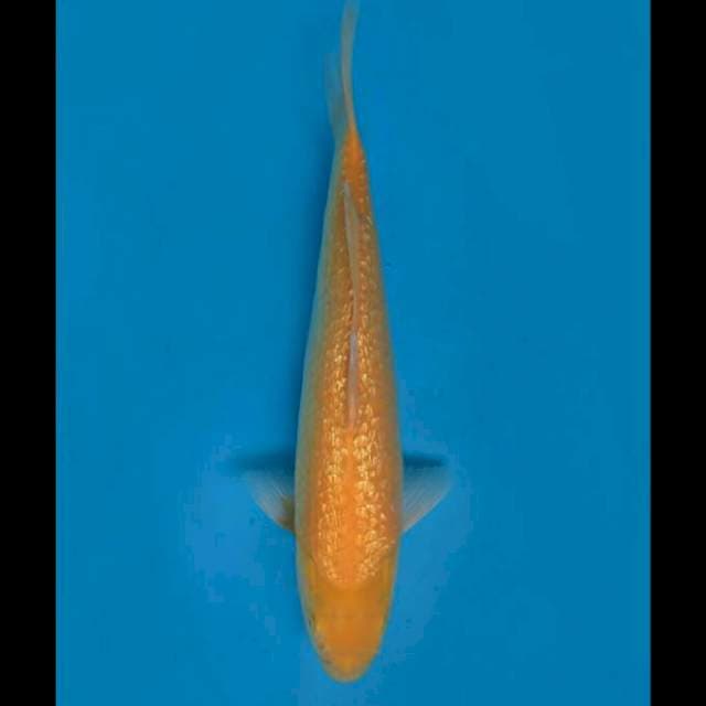 43cm Male - Karasi Full Ginrin