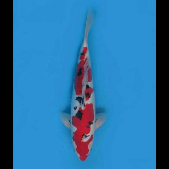 38cm Male - Taisho Sanke Doitsu