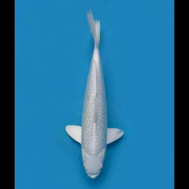 43cm Male - Platinum Super Ginrin