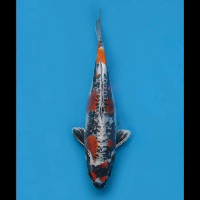 34cm Female - Super Beni Kinkikoryu