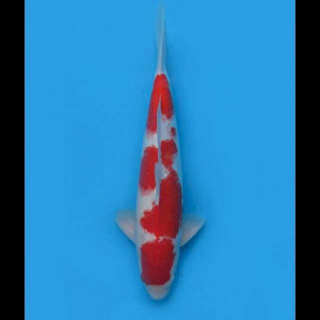 44cm male - Super Red Kohaku