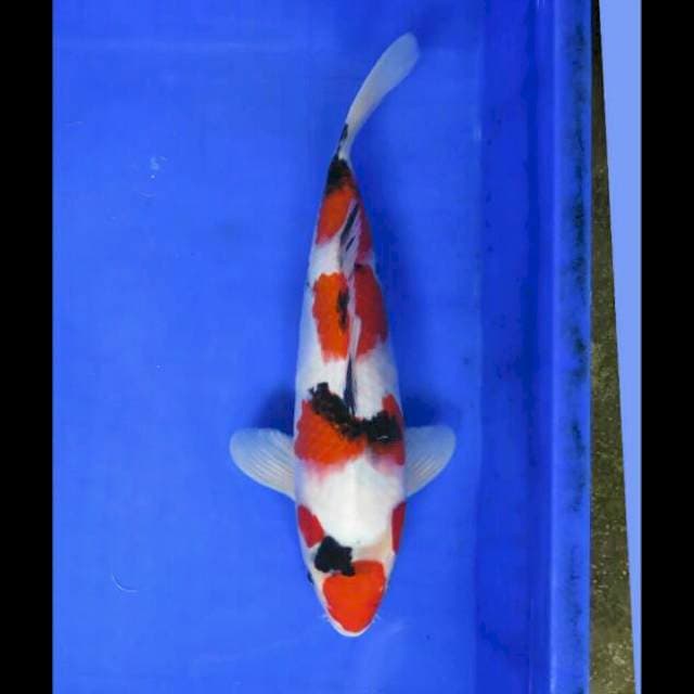 35cm Male - Taisho Sanke Pola Unique