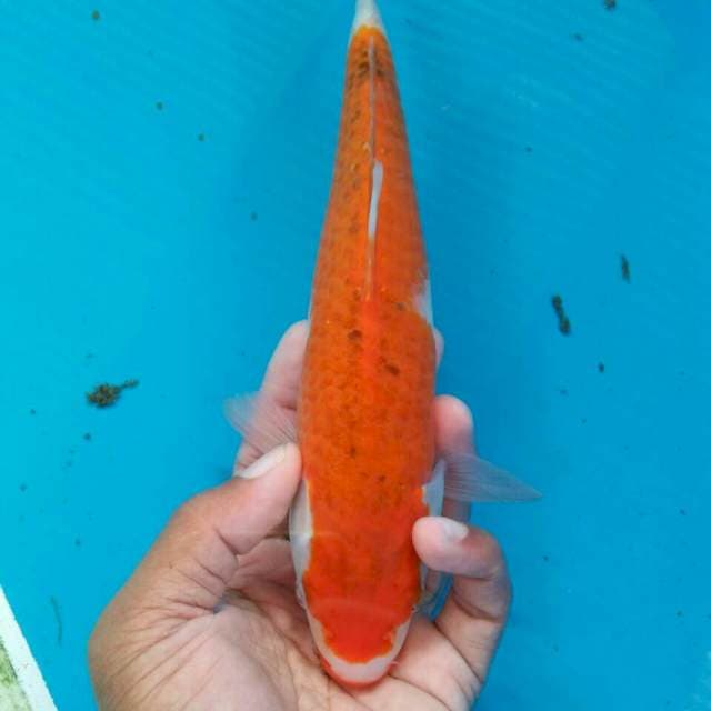 Straight goshiki mulus 24cm