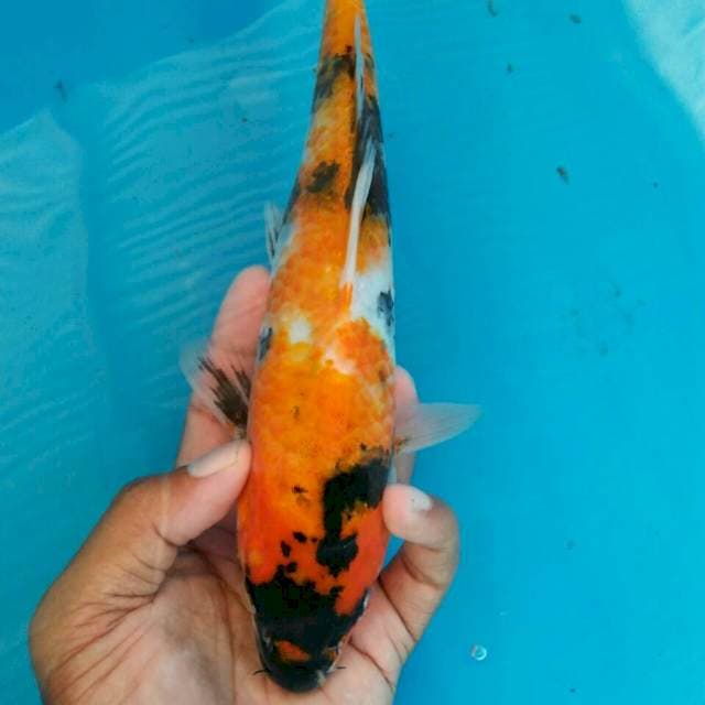 Showa petir 27cm