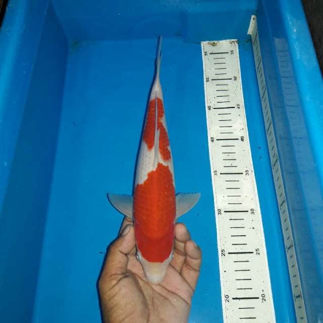 Nidan kohaku f1