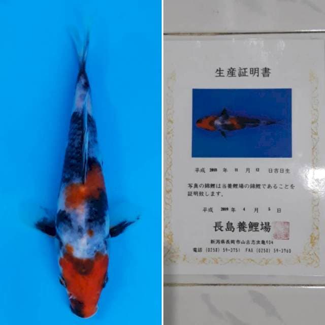 Showa tosai import sertifikat
