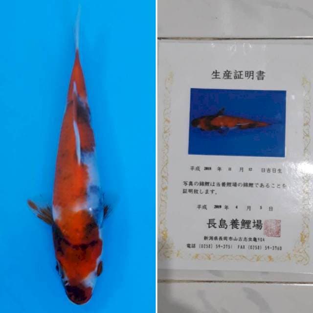 Showa tosai import sertifikat