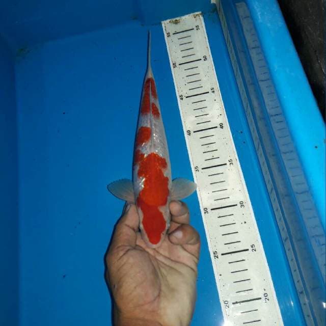 Red male kohaku ginrin f1