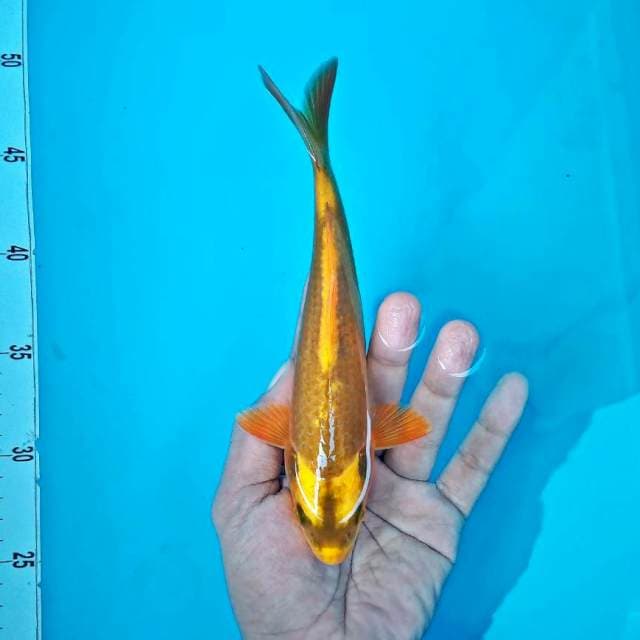 KABUTO #20CM