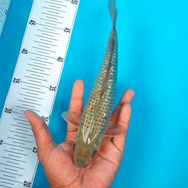 SORA GINRIN #27CM