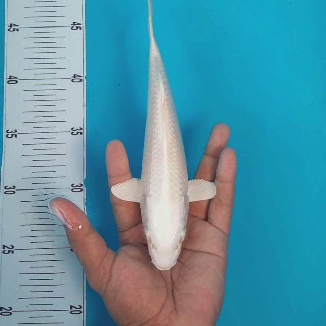 PLATINUMB #24CM