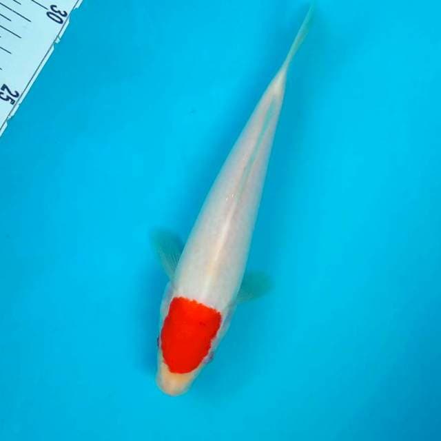 TC KOHAKU #25CM