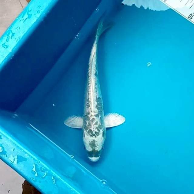 KAWARIMONO #27CM