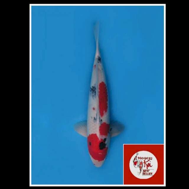 50cm - Male - F1 Jumbo Kindai Showa