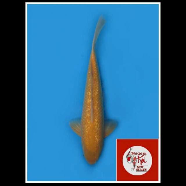 45cm - Male - Karasi Full Ginrin