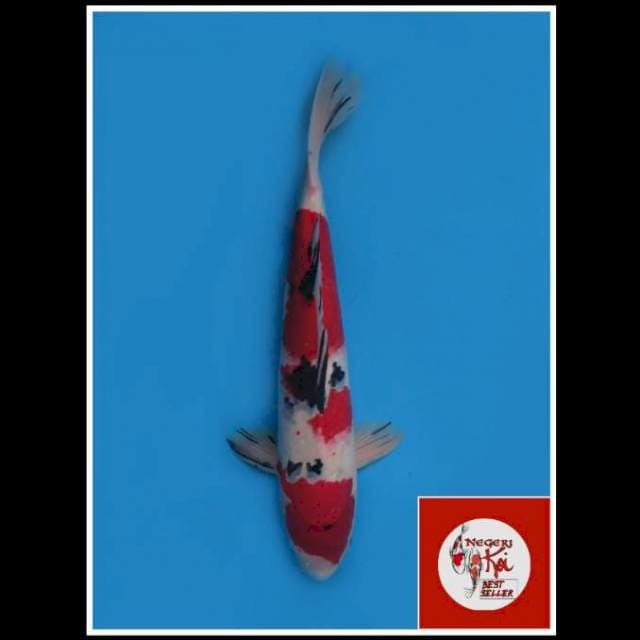 50cm - Male - Red Sanke F1