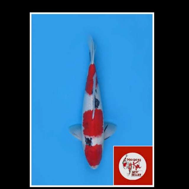 42cm - Male - Red Sandan Sanke F1