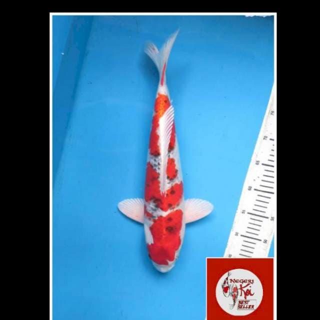 45cm - Male - Super Yamato Nishiki