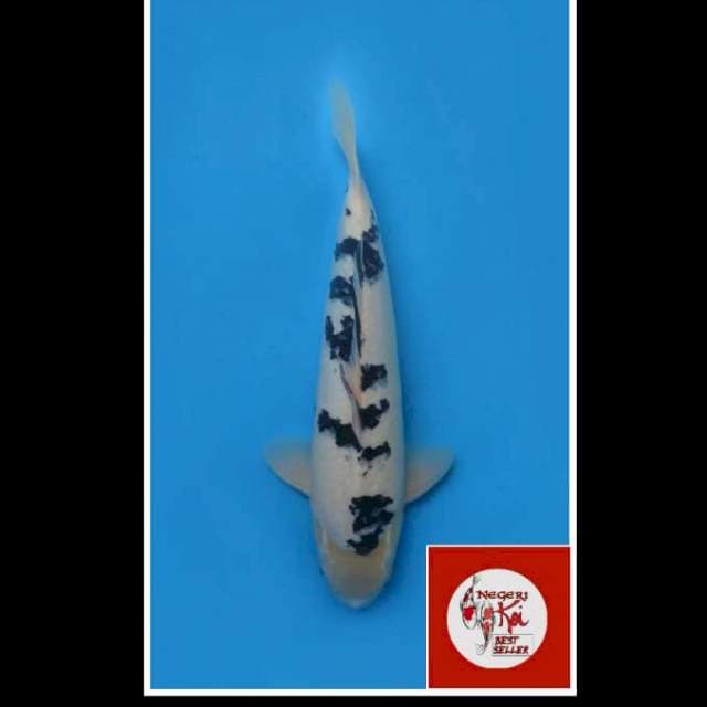 45cm - Male - F1 Bekko