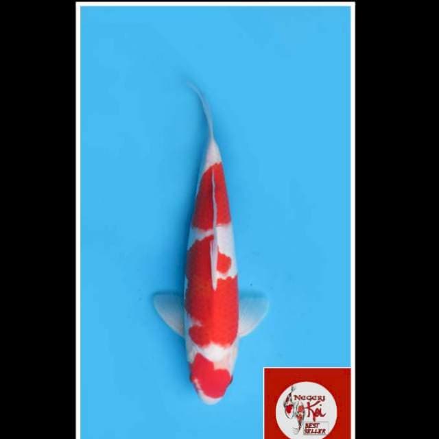 43cm - Male - F1 Maruten Red Kohaku
