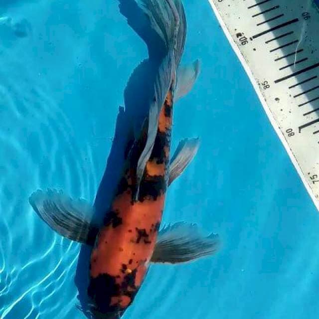 Kumpai
