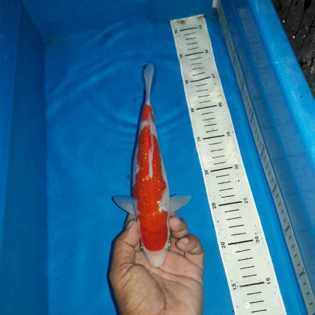 Kohaku ginrin f1