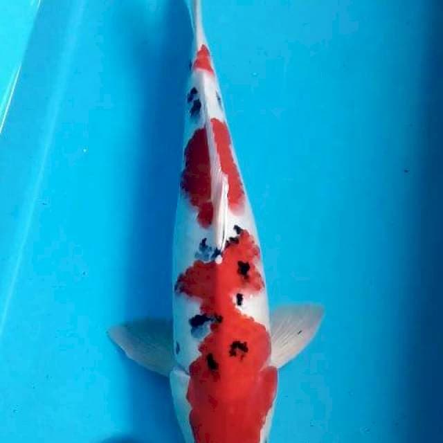 Jantan
