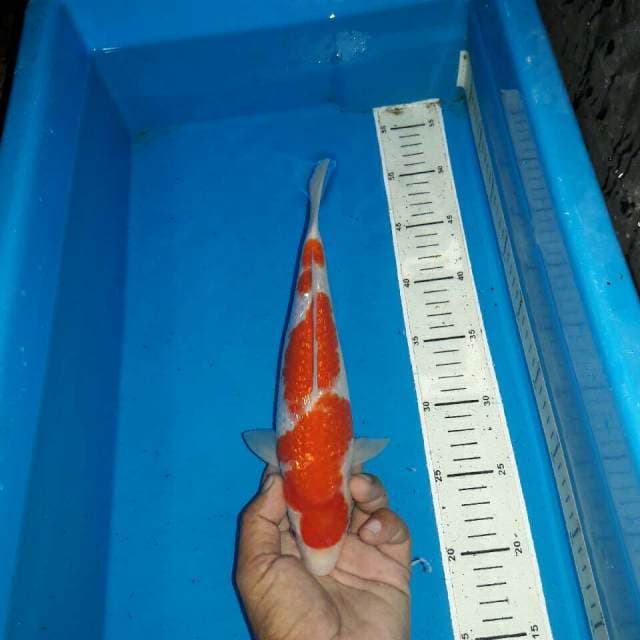 Kohaku ginrin f1