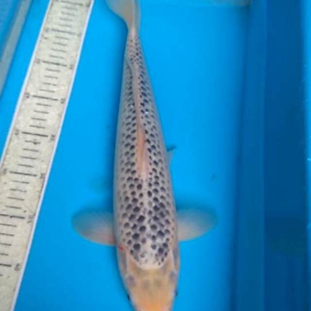 Asagi 42cm F1