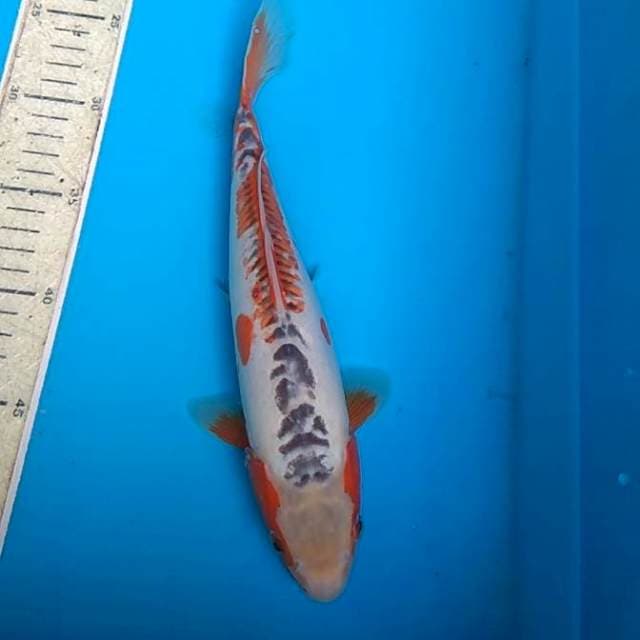 Shusui 28cm