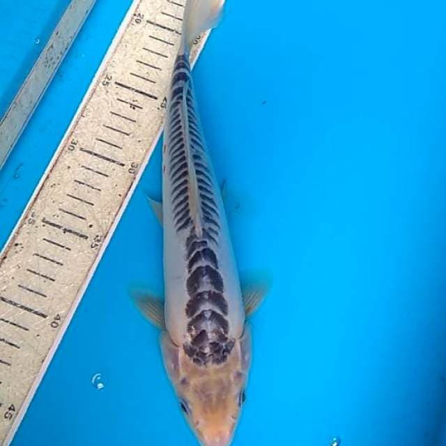Shusui 30cm