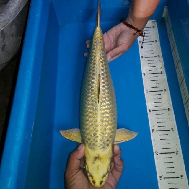 Mukasi ginrin body jumbo jinak