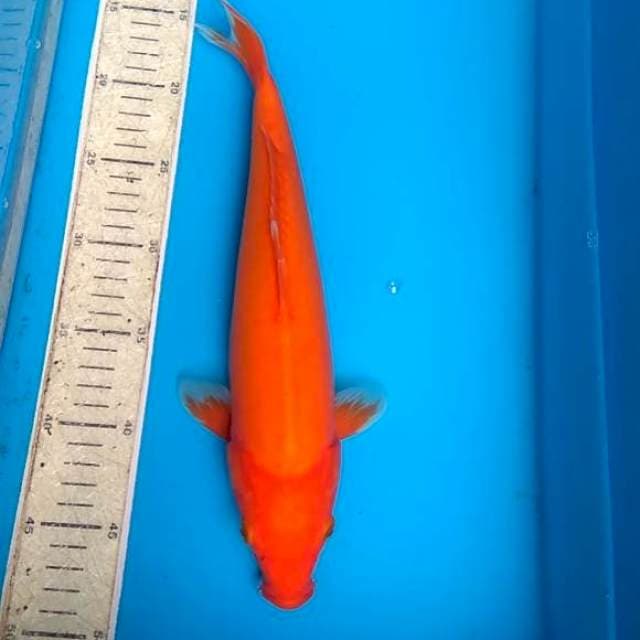 Beny goi 33cm doitsu
