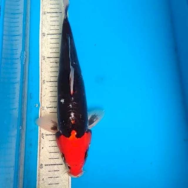 Beby kumonryu 34cm