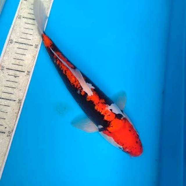 Beny kumonryu 28cm